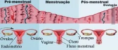 Hormonas no ciclo menstrual