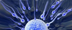 Espermatozóides e o óvulo