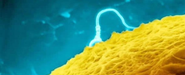 Resultados da Inseminação Artificial