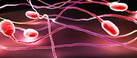 Espermatozóides e Antioxidantes