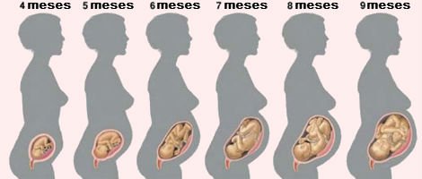 As distintas etapas da gravidez