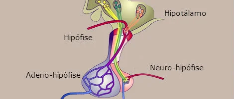 Eixo hipotálamo-hipófise
