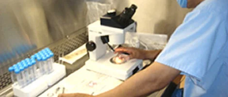 Prever o Sucesso da Fertilização in Vitro